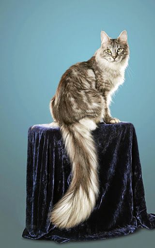 Maine Coon longest tail Cats Art Drawing, Long Cat, Rare Cats, Cat Reference, Long Haired Cats, Cat Tail, Fluffy Cat, Domestic Cat, Long Tail