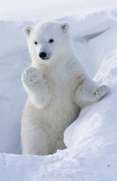 Polar Bear Wallpaper, Polar Bear Images, Urs Polar, Baby Polar Bears, Wild Animals Photos, Cute Polar Bear, Baby Animals Pictures, Bear Cubs, Polar Bears