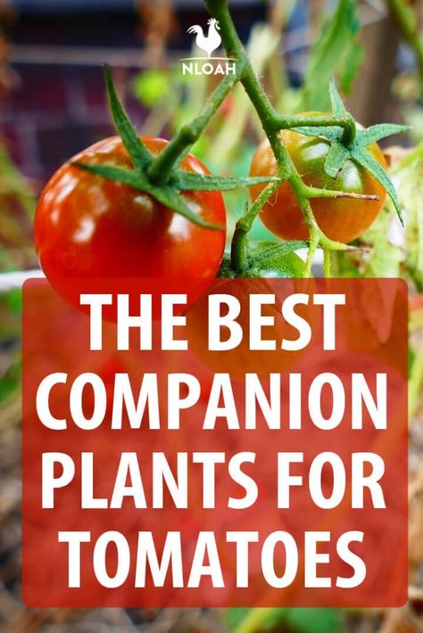 Lots of lists of companion plants for tomatoes for productivity, pest control, as well as the ones you should never plant together with them. #nloah #tomatoes #gardening #companionplanting Tomato Companion Planting, Companion Plants For Tomatoes, Pepper Companion Plants, Tomato Companion Plants, Best Companion Plants, Tomato Fertilizer, Organic Gardening Pest Control, Eco Garden, Plant Pests