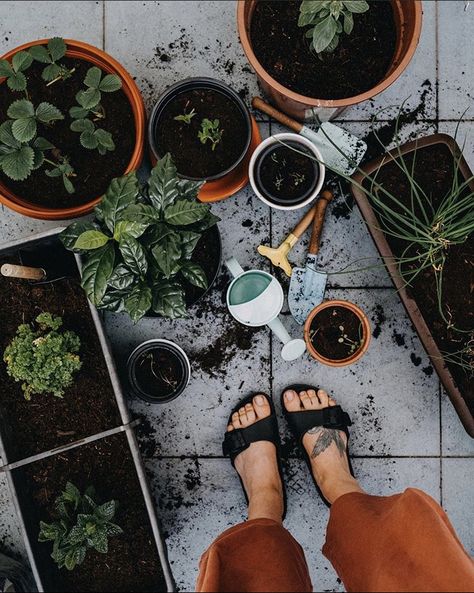 Plants And Gardening, Vision Board Images, Vision Board Photos, Life Vision Board, Plant Aesthetic, Slow Life, Plant Mom, American Beauty, Plant Lady