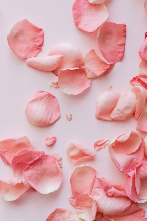 Layout of colorful fresh flowers and plants · Free Stock Photo Rose Petals Wedding, Popular Scents, Increase Confidence, Wedding Aisle Decorations, Wedding Petals, Flower Girl Basket, Pink Petals, Wedding Aisle, Pastel Background