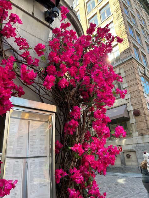 Pink Flowers - spring vibes Montreal Aesthetic, Old Port Montreal, Aesthetic Flowers, Old Port, Spring Aesthetic, Flowers Pink, Spring Vibes, Good Vibes Only, Spring Flowers