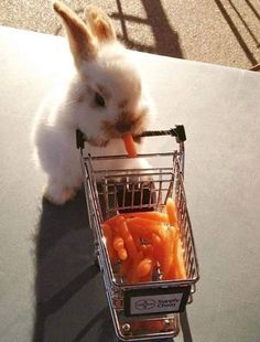 Baby Bunnies, Cutest Bunny Ever, Baby Shopping Cart, Rabbit Rabbit Rabbit, Cut Animals, Bunny Pictures, Pet Bunny, Baby Carrots