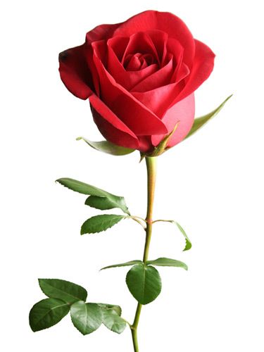 Garden Care, Rose Belle, Single Red Rose, इंस्टाग्राम लोगो, Popular Flowers, Flower Meanings, Trendy Flowers, Beautiful Rose Flowers, Love Rose