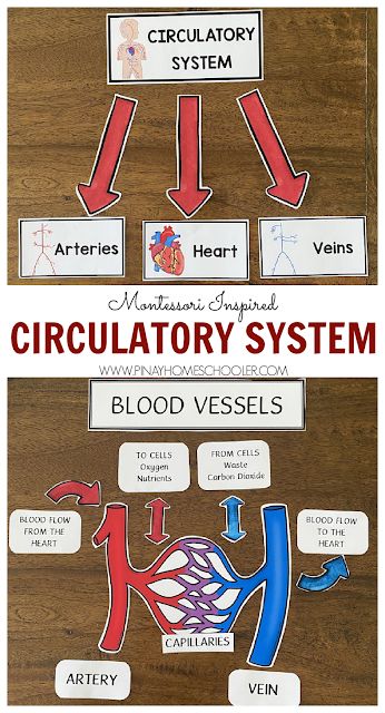 Circulatory System Learning Resources for Kids Science Posters, Montessori, Circulatory System Projects, Circulatory System For Kids, Human Body Homeschool, Health Science Classroom, Circulatory System Activities, Human Body Systems Projects, Body Systems Project