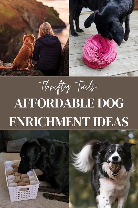 Senior Dog Activities, Enrichment Ideas For Dogs, Activities To Do With Dogs, Dog Enrichment Games, Cheap Dog Enrichment, Diy Enrichment For Dogs, Puppy Enrichment Ideas Diy, Diy Dog Puzzles Enrichment Activities, Bored Dog Activities