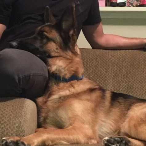 {Christian Myers} Alpha Villanova, German Sheperd Dogs, Athletic Dogs, German Shep, German Shepards, Pretty Dogs, Silly Dogs, Silly Animals, Dog Show