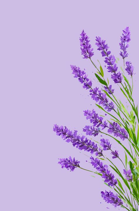 Lilacs Flowers Aesthetic, Lavender Plant Drawing, Flor Iphone Wallpaper, Lavender Sprigs, Lilac Plant, Painted Lavender, Lavender Paint, Lilac Painting, Lavender Wall