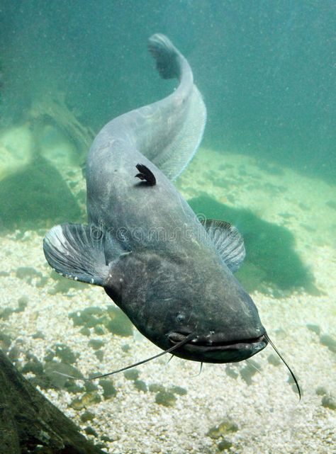 The Catfish (Silurus Glanis). Underwater photo big Catfish (Silurus Glanis , #ad, #Glanis, #Silurus, #Catfish, #big, #photo #ad Big Catfish, Ikan Air Tawar, Cool Fish, Underwater Photos, Under Water, Ocean Creatures, Zoology, Freshwater Fish, Fish Art