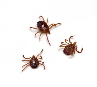 Tick-Borne Lone Star Virus Identified through New Super-Fast Gene Sequencing | ucsf.edu Tick Bite Symptoms, Homemade Tick Repellent, Wood Tick, Get Rid Of Ticks, Ticks On Dogs, Deer Ticks, Flea Infestation, Tick Bite, Tick Repellent