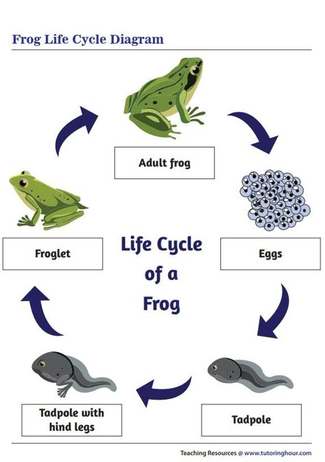 Printable Frog Life Cycle Diagram Frog Life Cycle Printable, Frog Life Cycle Activities, Modern Kids Toys, Human Life Cycle, Frog Life Cycle, Cycle For Kids, Preschool Family, Animal Life Cycles, Lifecycle Of A Frog