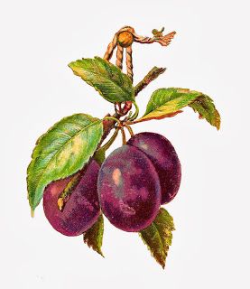 Antique Images: Free Fruit Clip Art: 3 Plums on Branch and Leaves Hanging from Rope Plum Botanical Illustration, Plum Illustration, Plums Fruit, Plum Art, Fruit Art Print, Vintage Clipart, Plum Fruit, Fruit Wall Art, Free Illustration Images