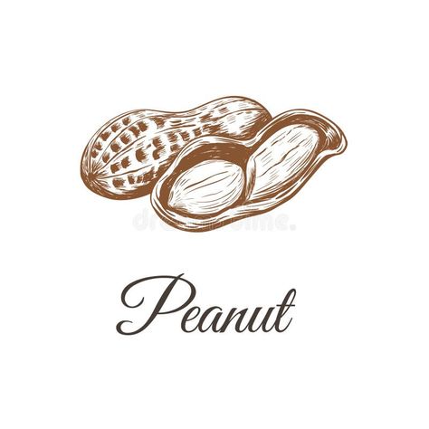 Peanuts Line Drawing Stock Illustrations – 257 Peanuts Line Drawing Stock Illustrations, Vectors & Clipart - Dreamstime Peanut Drawing, Peanut Illustration, Peanuts Drawing, Peanuts Illustration, Peanut Tattoo, Peanut Art, Schroeder Peanuts, Raw Peanuts, Peanut Butter Jar