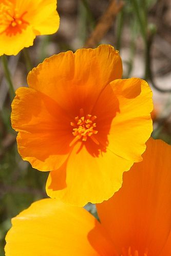 Mexican Poppy, Plant Combos, Tiny Art, Connecting With God, Flower Guide, Elements Of Nature, California Poppy, Aesthetic Photography Nature, Photography Nature