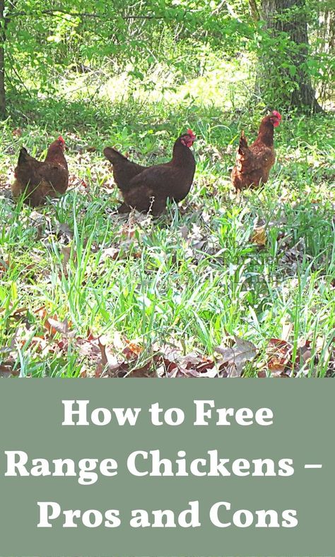 Food For Chickens, Homestead Animals, Chicken Flock, Chicken Pen, Raising Backyard Chickens, Farm Nursery, Free Range Chickens, Backyard Chicken Coops, Chicken Feed