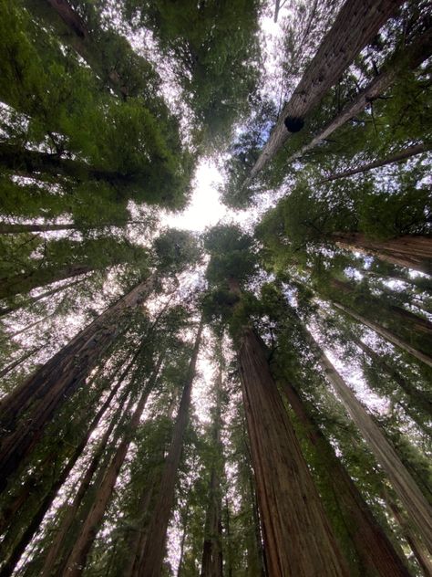 crescent city california redwood trees Crescent City California, Goal Vision Board, Crescent City Ca, California Redwoods, Redwood Trees, Redwood Tree, Vision Board Goals, Redwood City, Crescent City