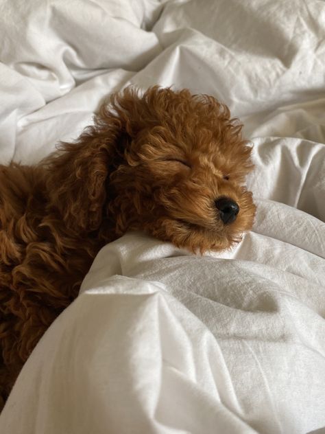 Dog Puddle, Poodle Aesthetic, Puddle Dog, Cute Poodle, Dog Mommy, Toy Poodle Puppies, Fluffy Animals, Toy Poodle