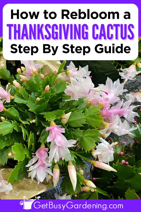 a bushy cactus plant with bright pink blooms Christmas Cactus Care, Christmas Cactus Plant, Easter Cactus, Thanksgiving Cactus, Plant Care Guide, Holiday Cactus, Cactus Care, Bloom Where Youre Planted, Household Plants