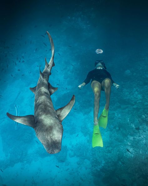 made some new friends in Fulidhoo🩵 Diving With Sharks, Sharks Swimming, Swimming With Sharks, Extreme Activities, Swimming Underwater, Marine Biologist, Marine Biology, World Photo, Underwater Photography