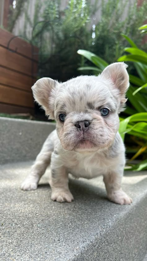 Very Cute Dogs Pets, Fluffy Frenchie Puppy, Fluffy Frenchie, Frenchie Bulldog Puppy, Fluffy French Bulldog, Puppies Frenchie, Frenchies Puppies, Baby Frenchie, Cute Frenchies