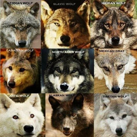 Wolf Facts, Types Of Wolves, Self Mastery, Wolf Colors, Wolf Hybrid, Wolves And Women, Wolf Photos, Wolf Spirit Animal, Wolf Pictures