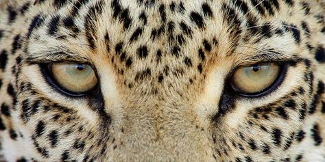 Eyes of Jaguar Eyes, Leopard Eyes, Ed Wallpaper, Cheetah Wallpaper, Wallpaper Ios, Inspiration Images, Wildlife Prints, Homescreen Ideas, Leopard Gecko