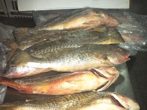 Yellow Croaker Fish - High Quality Frozen Seafood Products In SC : Croaker Fish, Pelagic Fish, Frozen Tags, Frozen Seafood, Frozen Meals, Sea Water, Myrtle Beach, Seafood, Frozen