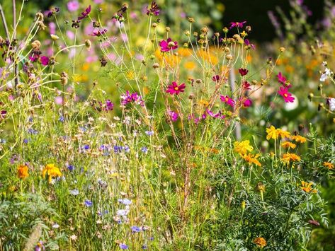 21 Native Wildflowers for Tennessee Gardens - NewsBreak Tennessee Wildflowers, Peony Care, West Nile Virus, Meadow Garden, Burning Bush, California City, Woodland Garden, Container Garden, Little Dogs