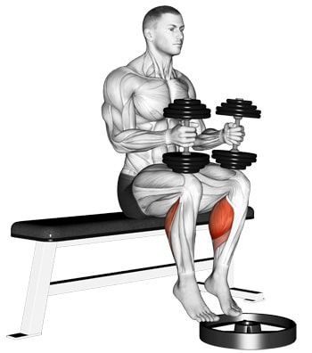 Dumbbell Seated Calf Raise Full Leg Workout, How To Get Faster, Chest Workout Routine, Leg Workouts Gym, Rauch Fotografie, Summer Body Workout Plan, Push Workout, Calf Exercises, Get Faster