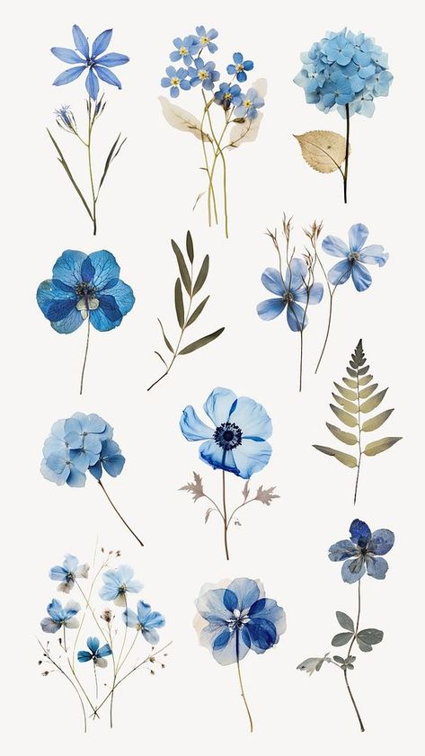 Pressed Flowers Printable, Blue Flowers Printable, Blue Pressed Flowers, Blue Plants Aesthetic, Blue Design For Scrapbook, Virat Wallpapers, Moodboard Elements, Blue Flowers Aesthetic, Aesthetic Blue Flowers