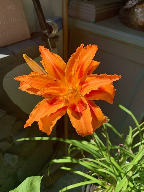 Pale Orange Flowers, Summer Orange Aesthetic, Summer Aesthetic Orange, Orange Summer Aesthetic, Orange Flowers Aesthetic, Colorful Lilies, Light Orange Flowers, Orange Day Lily, Lillies Flowers