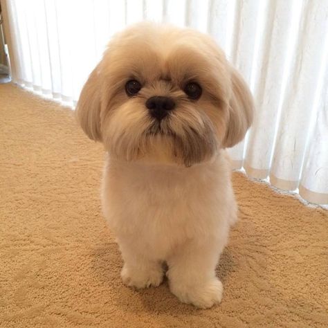 Malshi Haircuts, Shih Tzu Puppy Cut, Baby Shih Tzu, Puppy Haircut, Cute Shih Tzu, Shih Tzu Haircuts, Perro Shih Tzu, Shitzu Dogs, Dog Grooming Styles