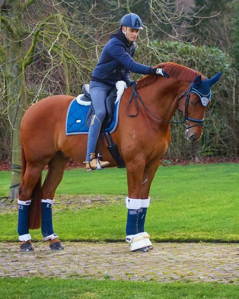 Matt Harnacke Horse, Chestnut Dressage Horse, Jesse Drent, Matt Harnacke, Warmblood Horses, Show Jumping Horses, Horse Riding Outfit, Cute Horse Pictures, Beautiful Horse Pictures