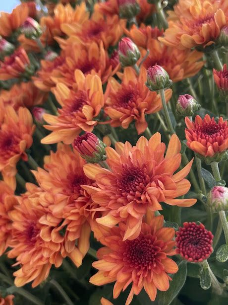 This mum has such a soft beautiful color. It reminds me of a sunset. #gardenmums #fallflowers #softcolorflowersforfall Milo Murphy, Mums Flowers, Fall Flowers, Beautiful Colors, Flowers, Color