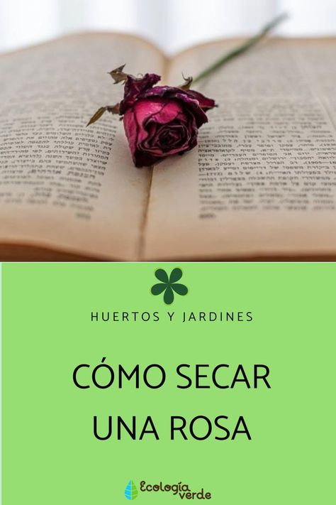 Con motivo del Día de la Rosa, el 23 de abril es común regalar una rosa a aquellos seres más queridos que nos rodean. Si quieres que el recuerdo de este día perdure, te enseñamos cómo secar una rosa. Aquí 👇: #CómoSecarUnaRosa #SecarRosaLibro #SecarRosaMicroondas #SecarRosaHorno #SecarRosaBocaAbajo #SecarRosa #HuertosJardines #DiaRosa #SanJorde #SantJordi