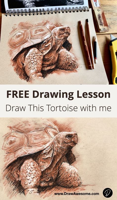 Draw this tortoise with me using a few inexpensive charcoal pencils and some toned paper. Tinted Charcoal Drawings, Tortoise Drawing, Drawing Charcoal, Draw Animals, Drawing Lesson, Charcoal Drawings, Toned Paper, Graphite Drawings, Learn How To Draw