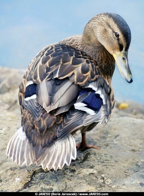 Facts About Ducks, Aesthetic Bird, Duck Photography, Tattoo Wallpaper, Regard Animal, Duck Pictures, Duck Photo, Pet Ducks, Cute Ducklings