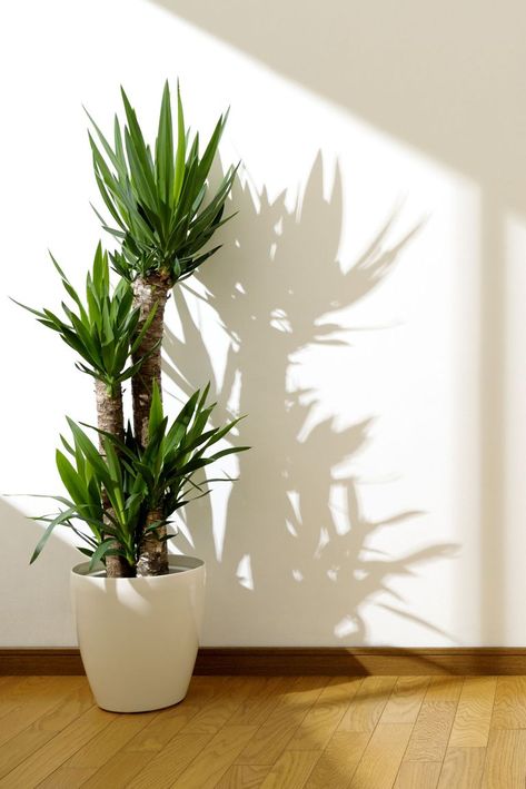 Plants, Indoor Plants, Planter Pots, Wall, White