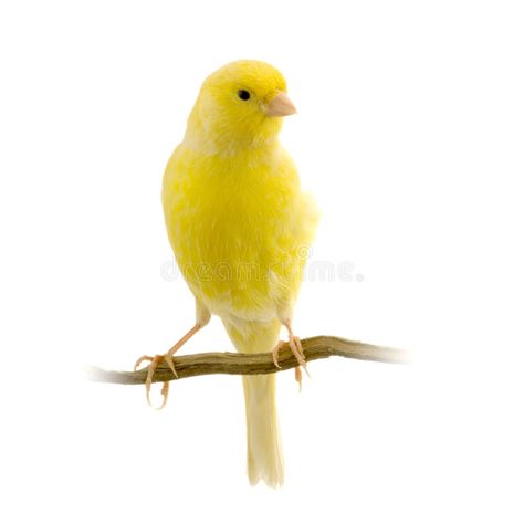 Yellow Canary, Canary Birds, What Is A Bird, Yellow Bird, Bird Pictures, Shades Of Yellow, Canvas Home, Featured Artist, Beautiful Birds