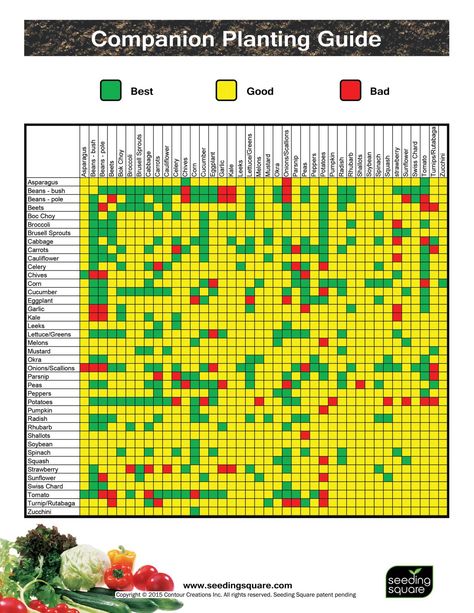 View and download Seeding Square Companion Guide.pdf on DocDroid Seeding Square, Row Gardening, Vegetable Chart, Companion Planting Guide, Companion Planting Chart, Overgrown Garden, Seed Planting, Companion Planting Vegetables, Garden Companion Planting