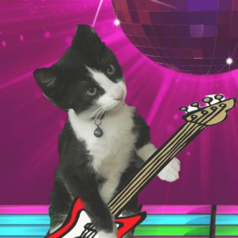 Rock And Roll Cat GIF - RockAndRoll Cat PlayingGuitar - Discover & Share GIFs Cat Playing Guitar, Cat Meme, Cat Playing, Playing Guitar, Cat Gif, Animated Gif, Rock And Roll, Google Images, Image Search