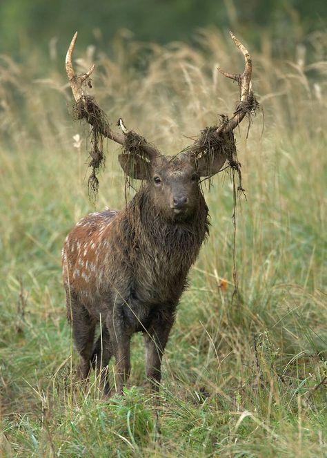 Swamp deer Animals With Antlers, Sambar Deer, Deer Photography, Big Deer, Deer Species, Sika Deer, Buck Deer, Deer Family, Deer Art