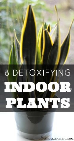 8 Detoxifying Indoor Plants | Butter Nutrition Natural Air Freshener, Air Filters, Healthy Nutrition, Plant Life, Garden And Yard, Indoor Garden, Green Thumb, Container Gardening, Nutrition Facts