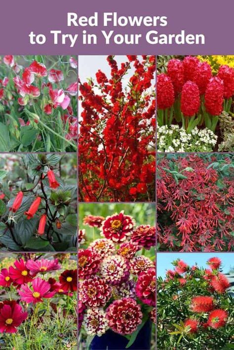 46 Red Garden Flowers (with Bloom Times & Where to Buy) Red Flowers Garden, Plan A Garden, Flower Varieties, List Of Flowers, Red Garden, Blooming Plants, Propagating Plants, Growing Flowers, Garden Flowers