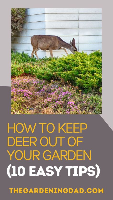 Find out How to Keep Deer Out of Your Garden for good with 10 EASY Tips! You'll even learn how to prevent deer from entering your yard with organic and animal-friendly tips. #gardenpests #thegardeningdad #garden How To Keep Deer Out Of Your Yard, Deer Proofing Raised Beds, Deer Safe Garden, Garden Fencing To Keep Deer Out, Protect Trees From Deer, Deer Free Garden, Creative Deer Fencing, Deer Proofing Your Garden, How To Keep Deer From Eating Plants