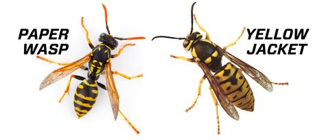 Paper wasps are frequently mistaken for yellowjackets and vice versa. Here are five ways to tell them apart. Yellow Jacket Bee, Wasp Tattoo, Paper Wasp, Wasp Traps, Wasp Stings, Wasp Nest, Bees And Wasps, Short And Thick, Flying Insects