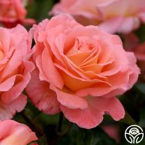 Hybrid Tea Roses, Rose Bushes, Rose Gardening, Rose Nurseries Rose Nursery, Fragrant Roses, Heirloom Roses, Rose Seeds, Types Of Roses, Rose Fragrance, Growing Roses, Hybrid Tea Roses, Planting Roses