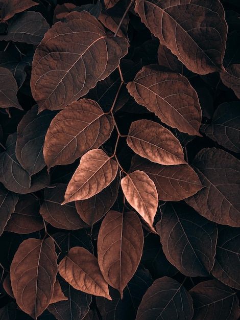 Brown plant leaves in the nature in autu... | Premium Photo #Freepik #photo #fall-leaves #autumn-leaves #fall #fall-season Fall Dark Wallpaper, Nature Moodboard, Pantone Challenge, Fall Leaves Background, Watercolor Pattern Background, Beauty Mood Board, Widget Photos, Wallpaper Autumn, Academia Aesthetics