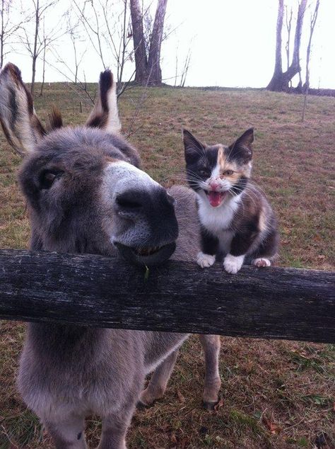 Baby Donkey, Cute Donkey, Animal Humour, Animals Friendship, Animal Friends, Donkeys, Cute Animal Pictures, Kitty Cats, Sweet Animals