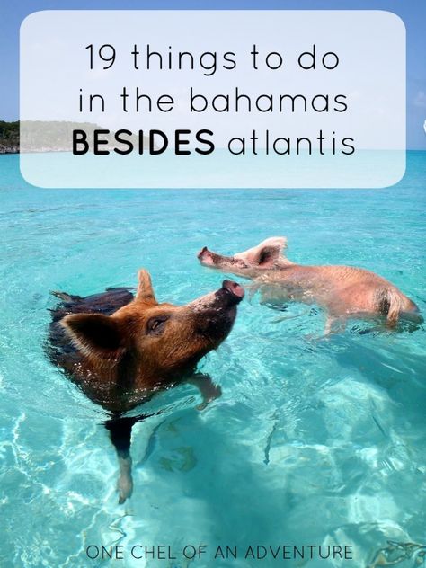 19 Things To Do in The Bahamas... Besides Atlantis Resort | One Chel of an Adventure Pig Island, Pig Beach, Swimming Pigs, Maya Bay, Bahamas Travel, Bahamas Vacation, Bahamas Island, Caribbean Travel, Tap Water